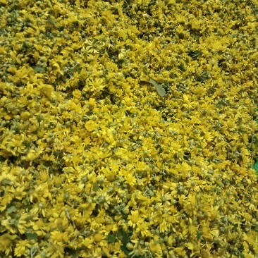 野菊花黄菊花