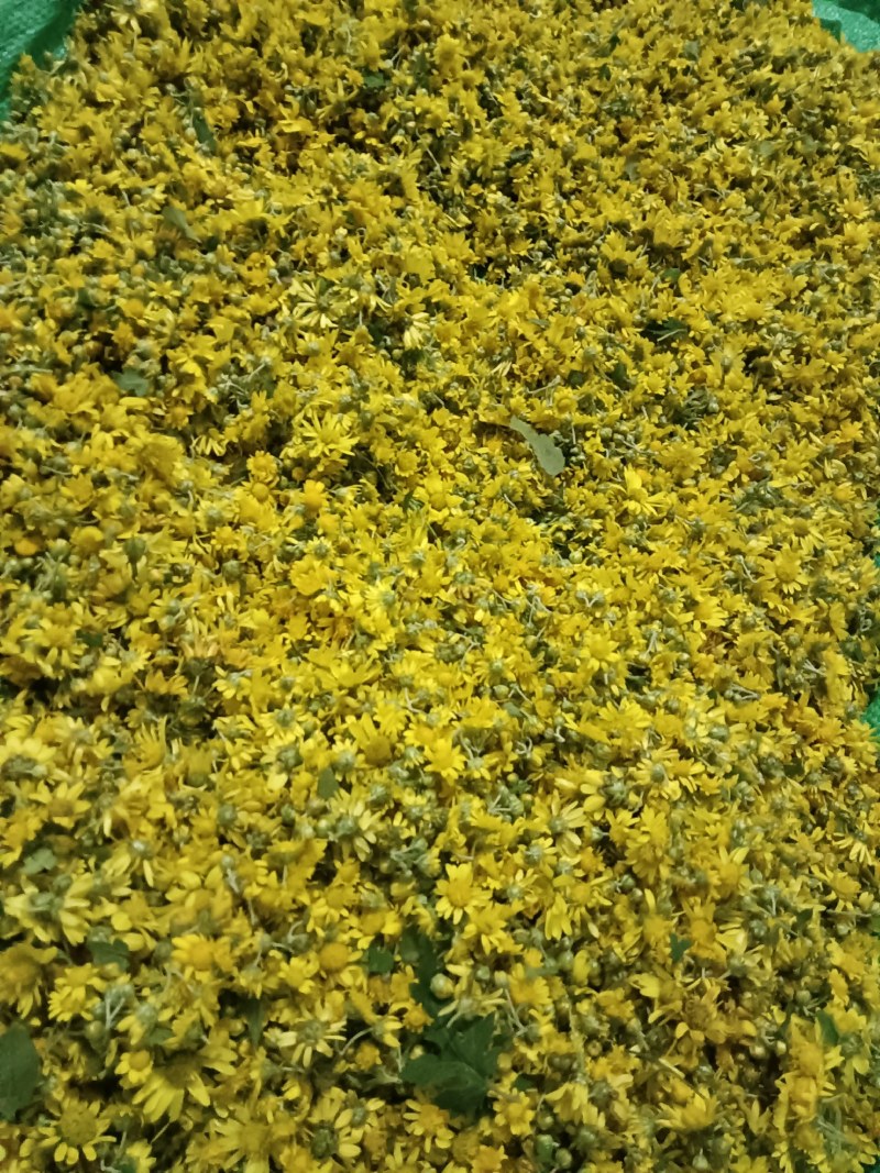 野菊花黄菊花