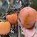 柿子树脆甜柿子新东阳柿巧克力柿保证品种现挖现发