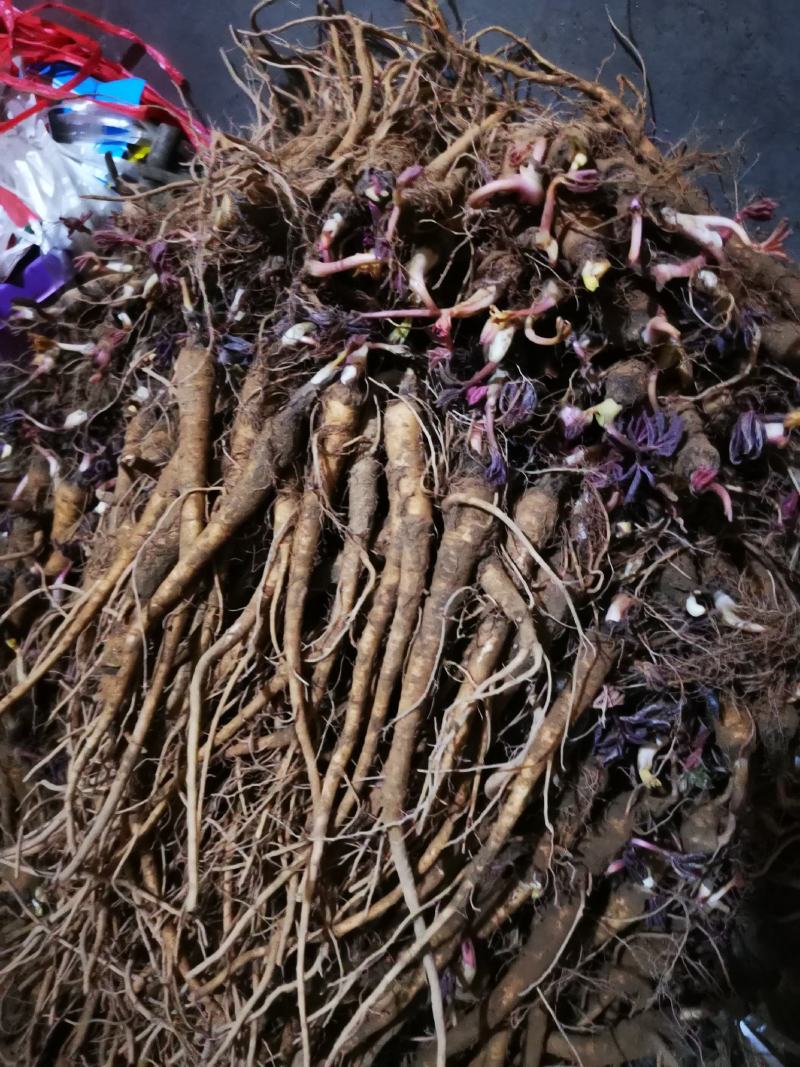 巫溪正宗肉【独活苗】质量保证品种纯正假一赔十欢迎咨询