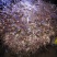 巫溪正宗肉【独活苗】质量保证品种纯正假一赔十欢迎咨询