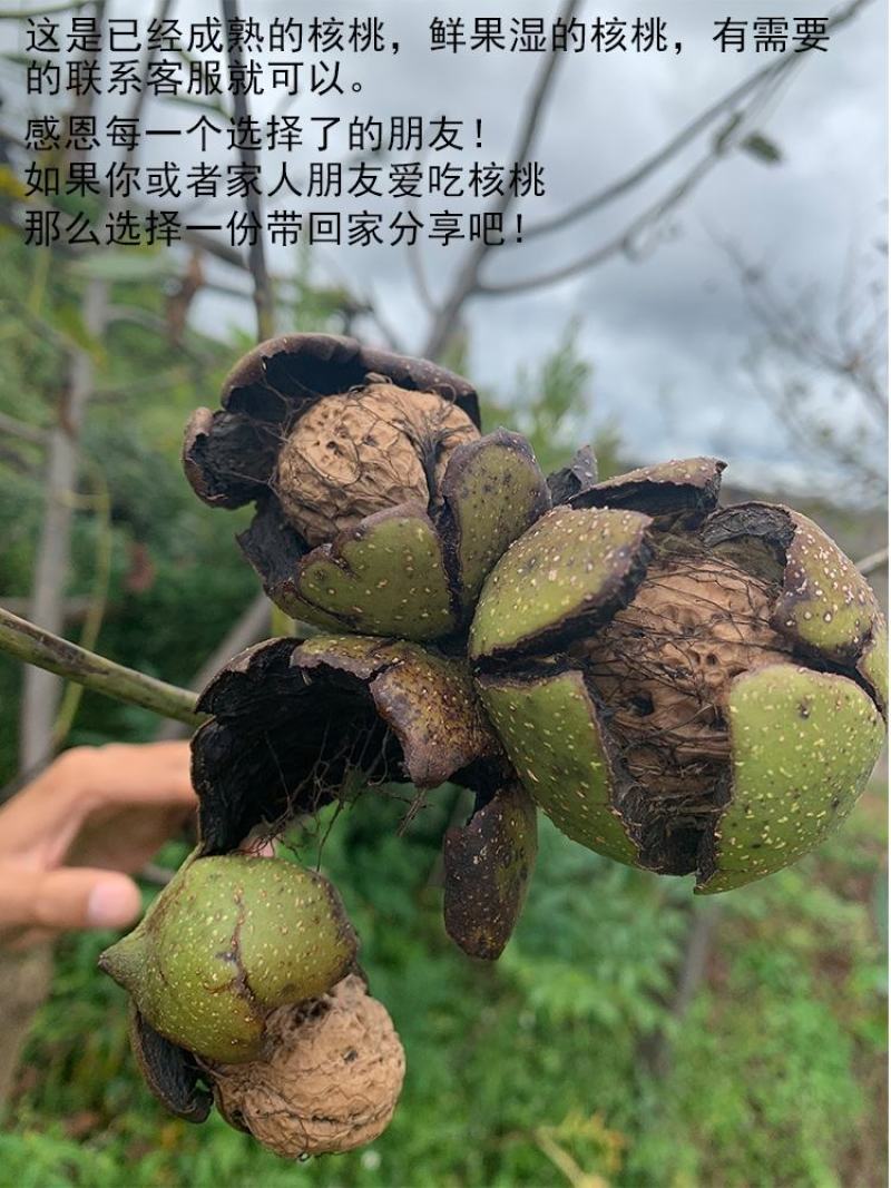 新货核桃无漂白包邮送夹深山老树核桃丑核桃薄皮核桃孕妇核桃