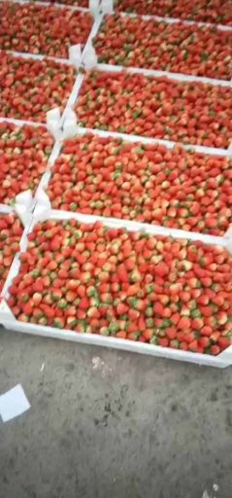 长丰红颜草莓供应饮料厂速冻厂颗粒厂通货，大中小果