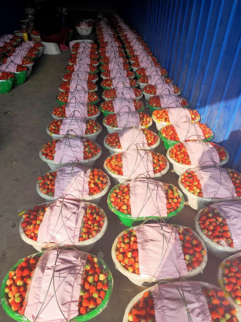 长丰红颜草莓供应饮料厂速冻厂颗粒厂通货，大中小果
