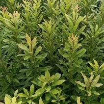 场地大量供应优质杨梅苗杨梅小苗杨梅芽苗包邮