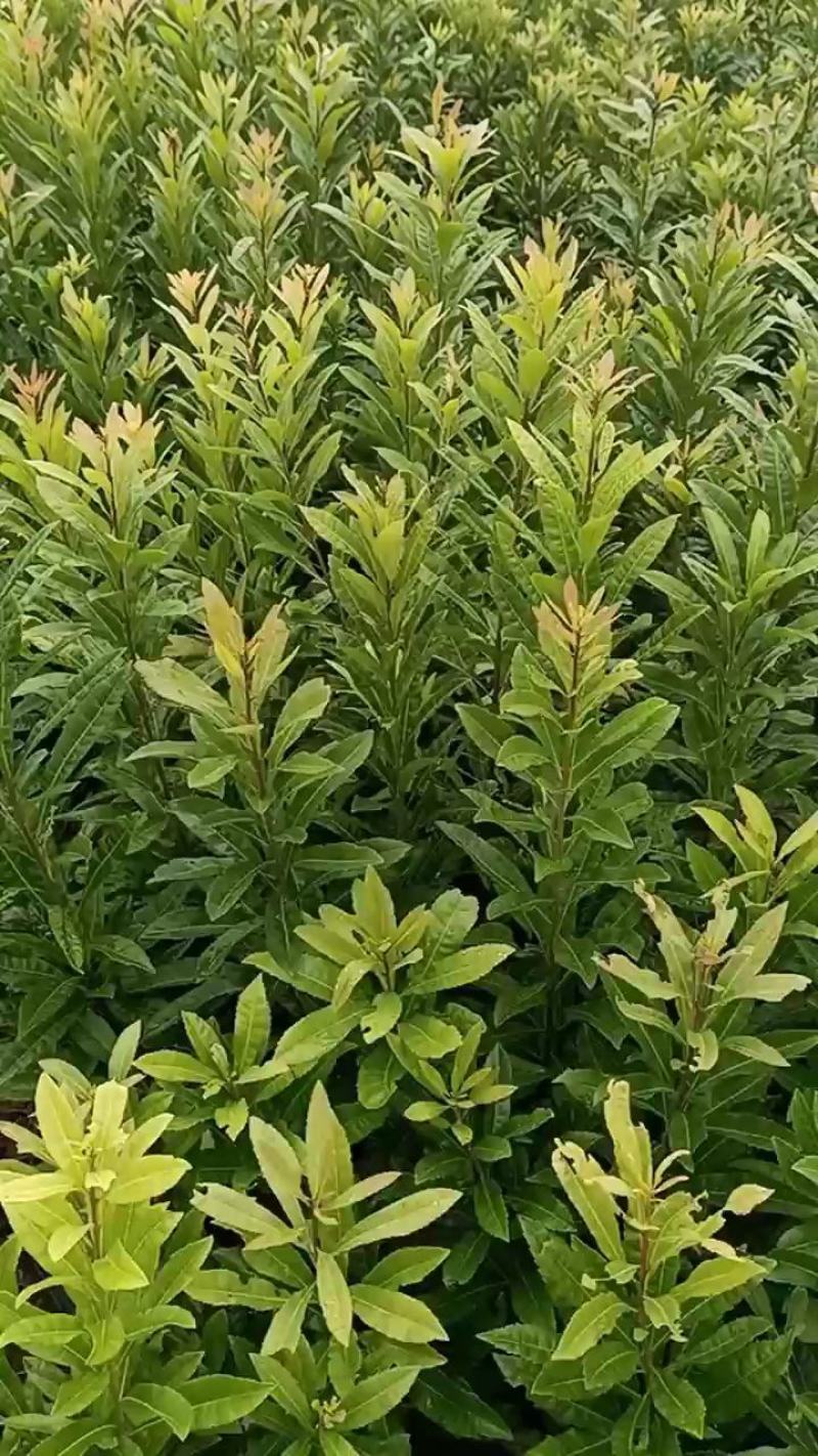 场地大量供应优质杨梅苗杨梅小苗杨梅芽苗包邮
