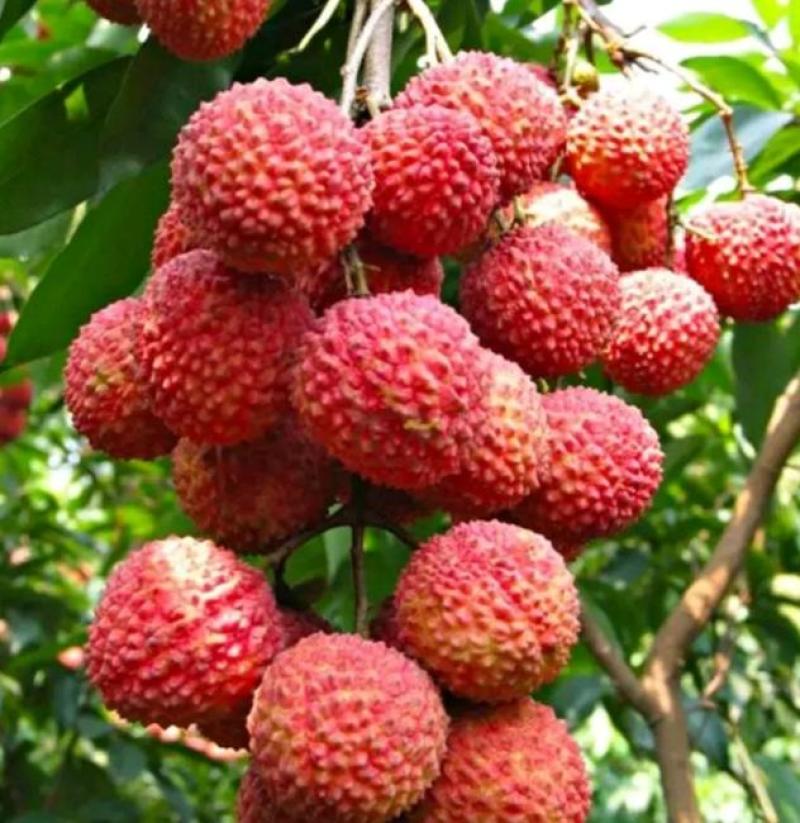 桂味荔枝仙进奉苗大量供应量大从优品质保证