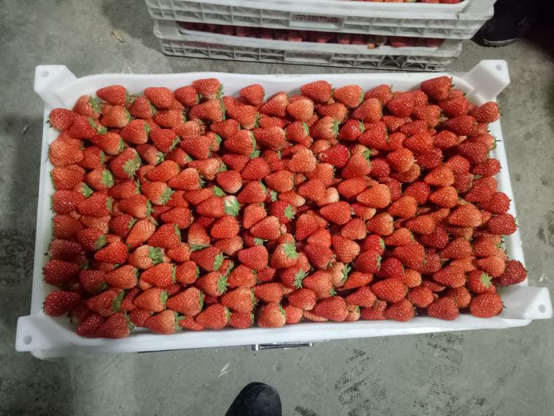长丰红颜草莓供应饮料厂速冻厂颗粒厂通货，大中小果