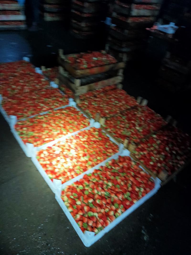 长丰红颜草莓供应饮料厂速冻厂颗粒厂通货，大中小果