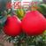 泰国红宝石青柚苗泰国三红四季花结果品质保证