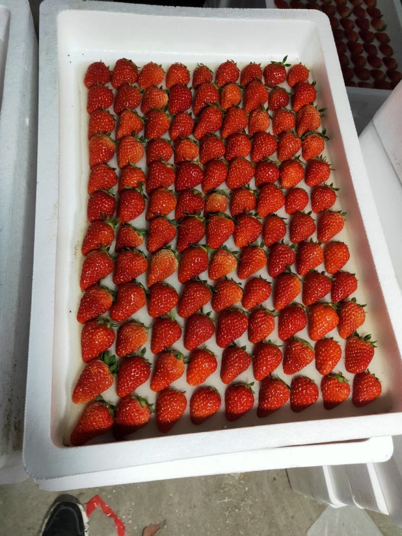 长丰县精品红颜草莓大量供应货量充足品质好口感香甜