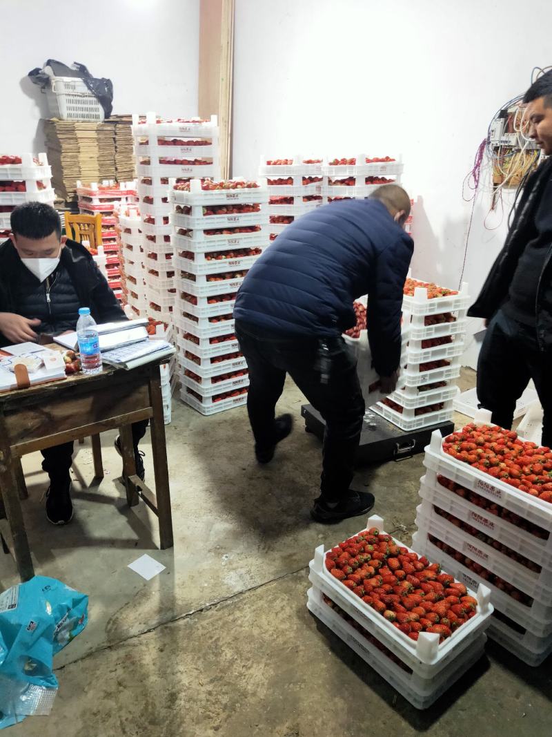 长丰县精品红颜草莓大量供应货量充足品质好口感香甜