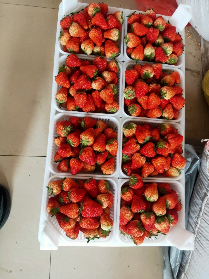 长丰县精品红颜草莓大量供应货量充足品质好口感香甜