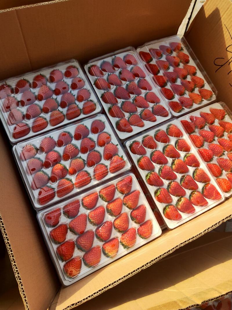 长丰县精品红颜草莓大量供应货量充足品质好口感香甜