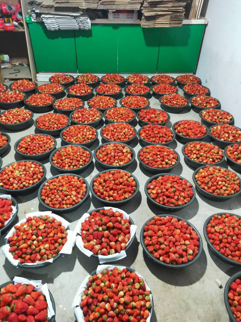 长丰县精品红颜草莓大量供应货量充足品质好口感香甜