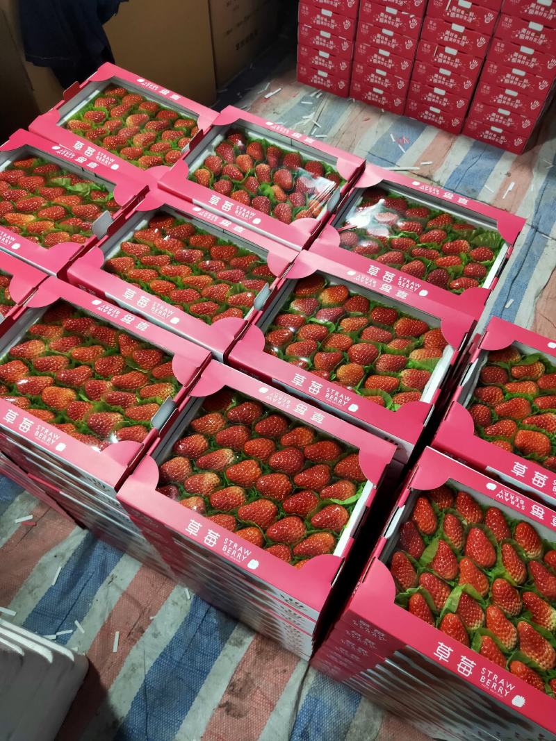 长丰县精品红颜草莓大量供应货量充足品质好口感香甜