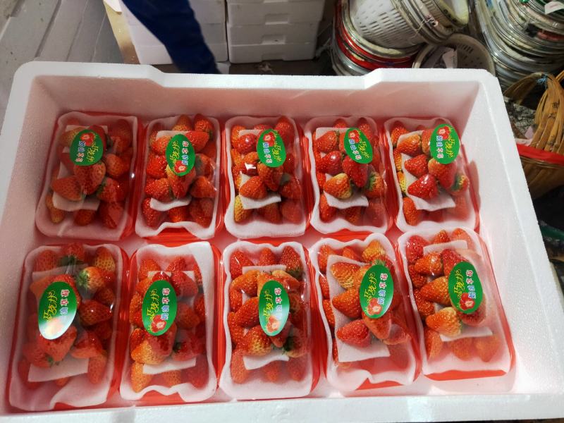 长丰县精品红颜草莓大量供应货量充足品质好口感香甜