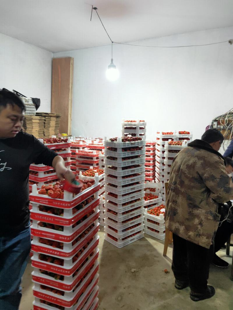 长丰县精品红颜草莓大量供应货量充足品质好口感香甜