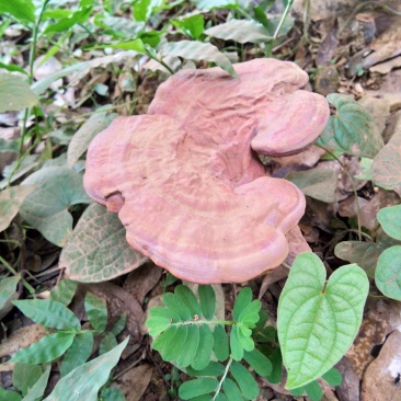 仿野生赤灵芝椴木灵芝基地直销