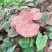 仿野生赤灵芝椴木灵芝基地直销