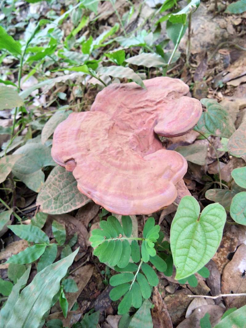 仿野生赤灵芝椴木灵芝基地直销