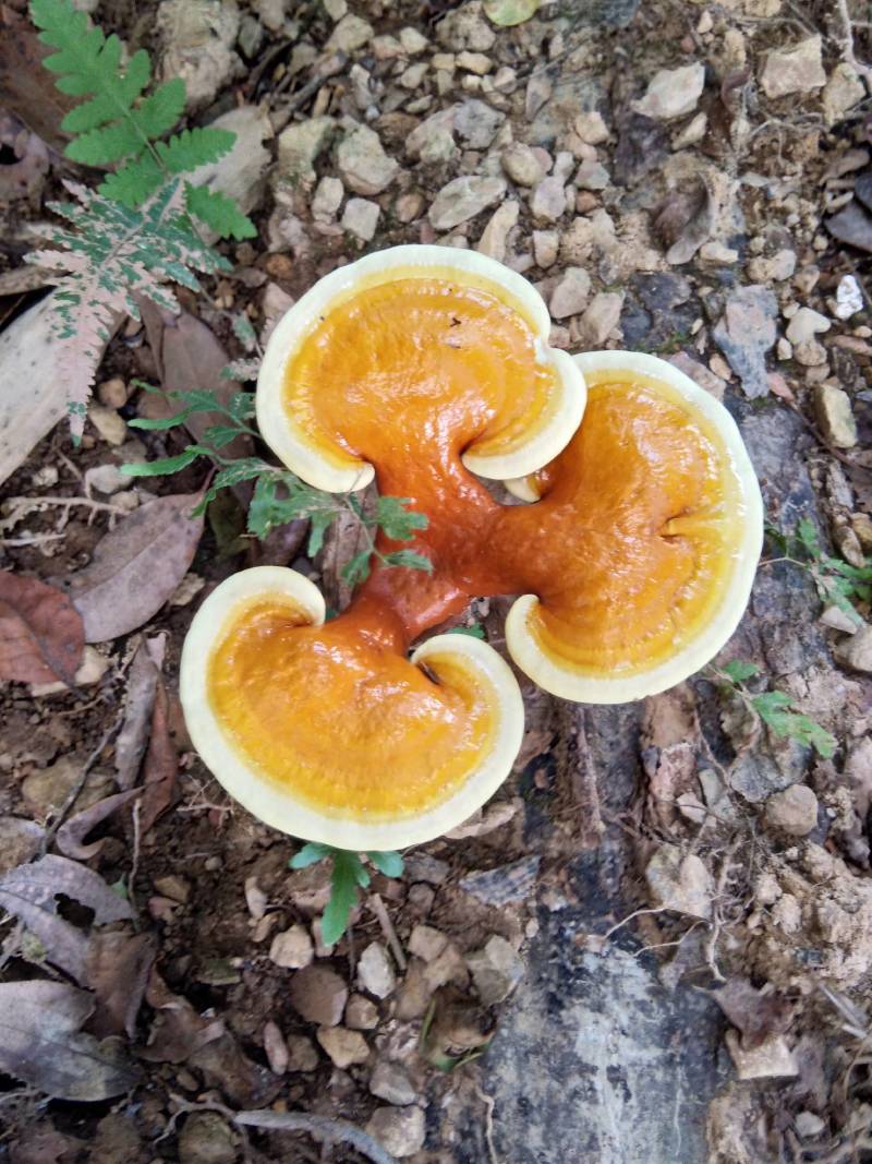 仿野生赤灵芝椴木灵芝基地直销