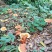 仿野生赤灵芝椴木灵芝基地直销