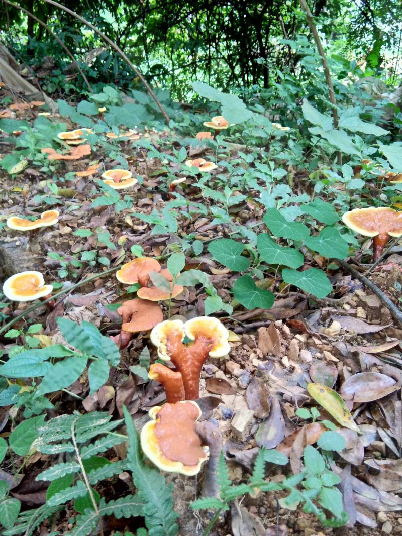 仿野生赤灵芝椴木灵芝基地直销
