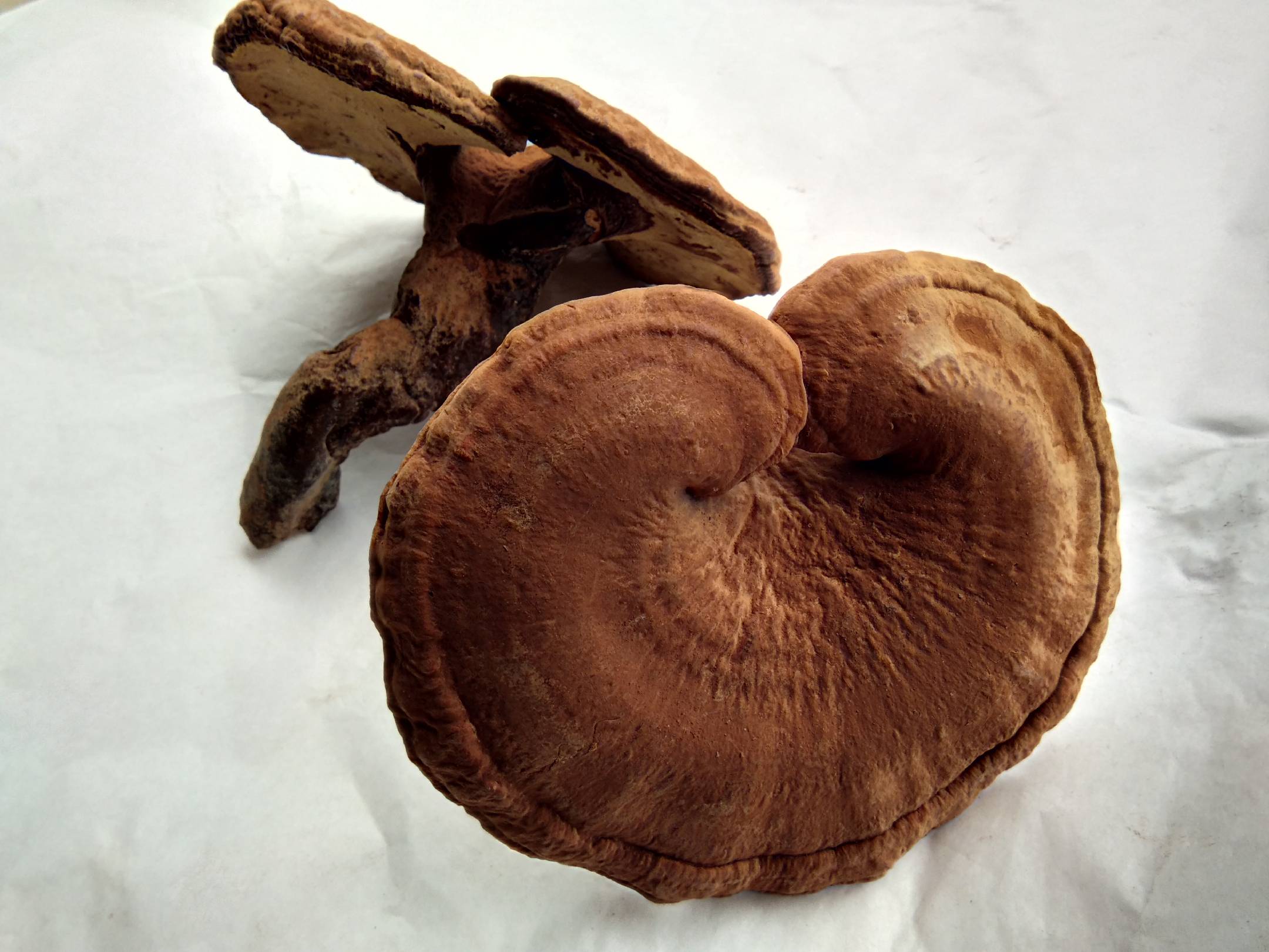 实验室中对赤灵芝提取物进行成分检测,分析其多糖和三萜含量 赤灵芝成分检测实验