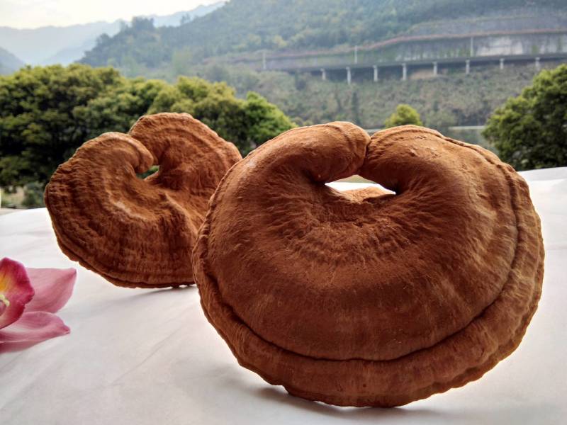 仿野生赤灵芝椴木灵芝基地直销
