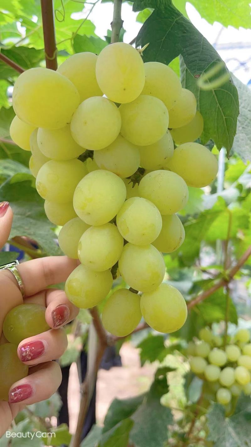 酔金香扦插苗南方北方种植基地直发纯度保证