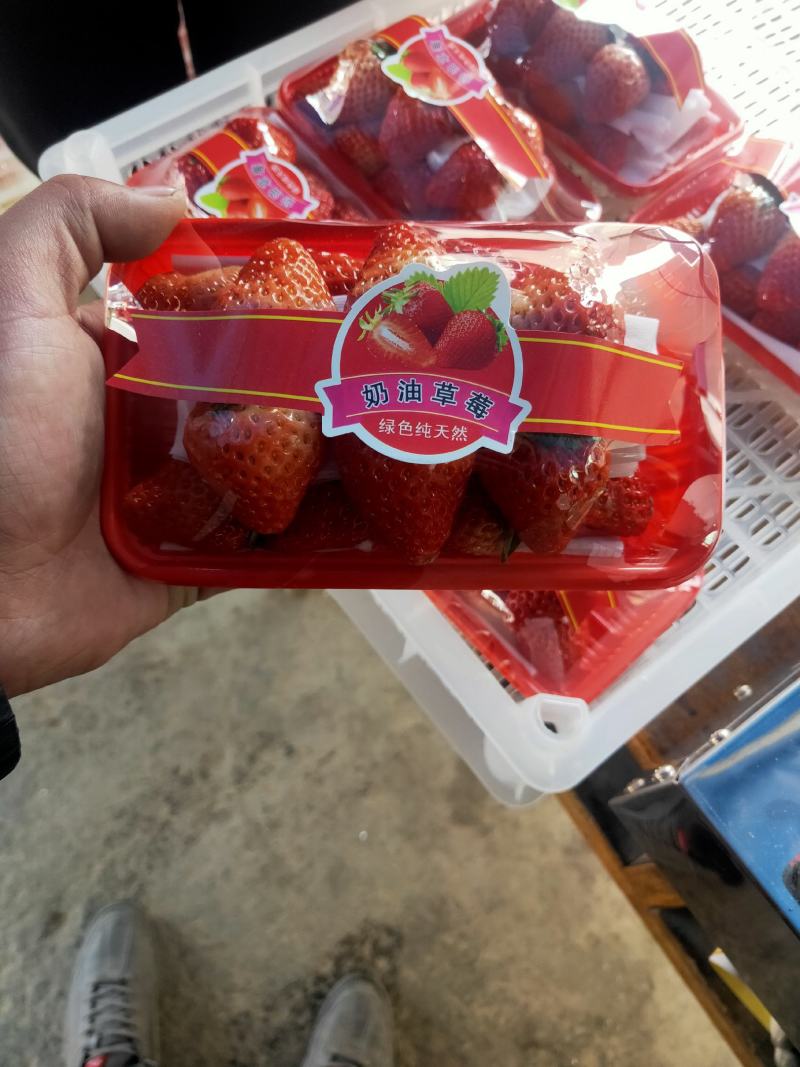 红颜草莓大量上市货量充足欢迎全国各地客商来收购