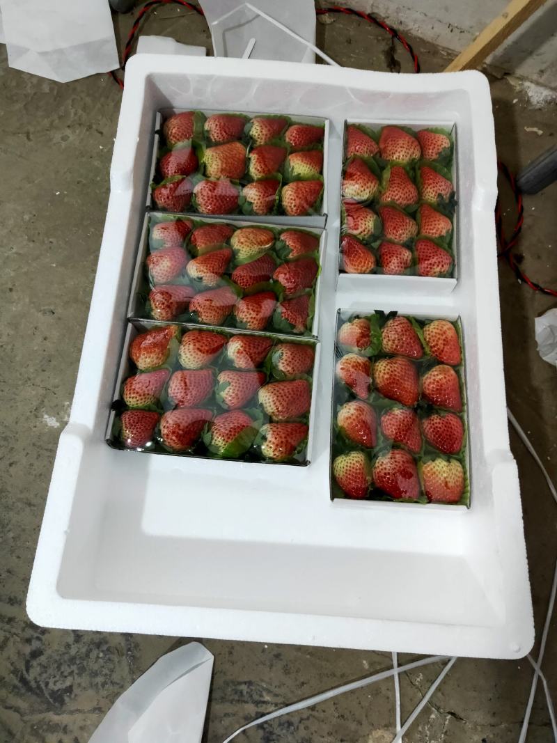 红颜草莓大量上市货量充足欢迎全国各地客商来收购