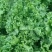 【推荐】山东散叶生菜大量新鲜上市，货源稳定价格公道