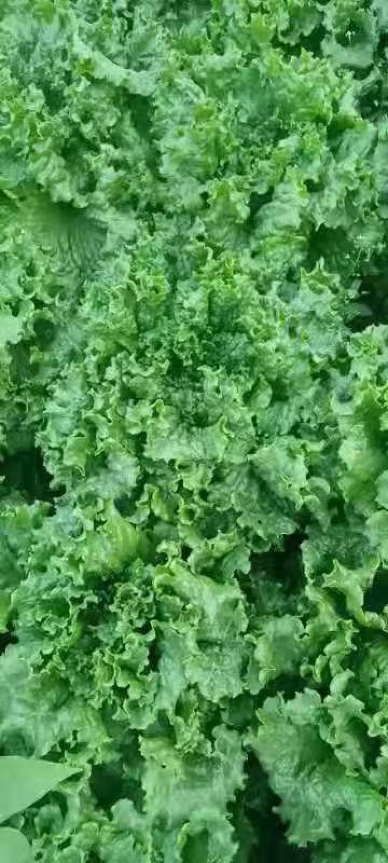 【推荐】山东散叶生菜大量新鲜上市，货源稳定价格公道