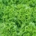 【推荐】山东散叶生菜大量新鲜上市，货源稳定价格公道