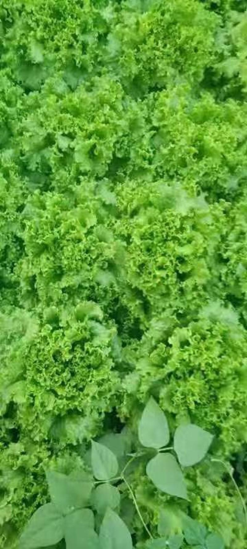 【推荐】山东散叶生菜大量新鲜上市，货源稳定价格公道