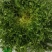 【推荐】山东散叶生菜大量新鲜上市，货源稳定价格公道