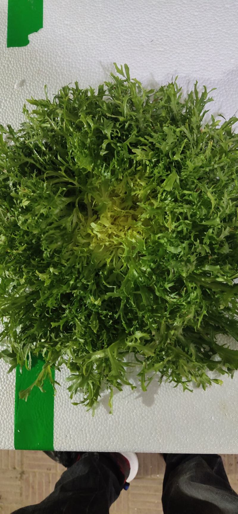 【推荐】山东散叶生菜大量新鲜上市，货源稳定价格公道