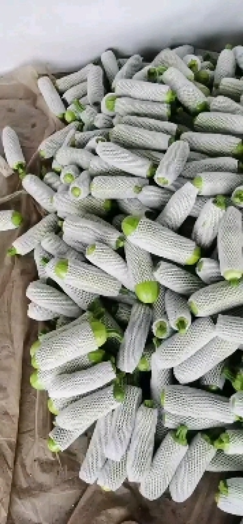 精品西葫芦产地直发品质保证量大从优一手货源欢迎联系