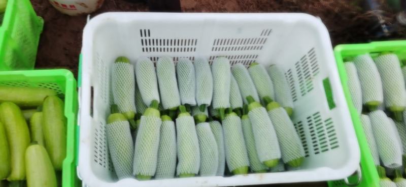 绿皮西葫芦大量上市，产地直发品质保证服务周到