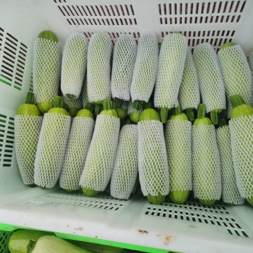 绿皮西葫芦大量上市，产地直发品质保证服务周到