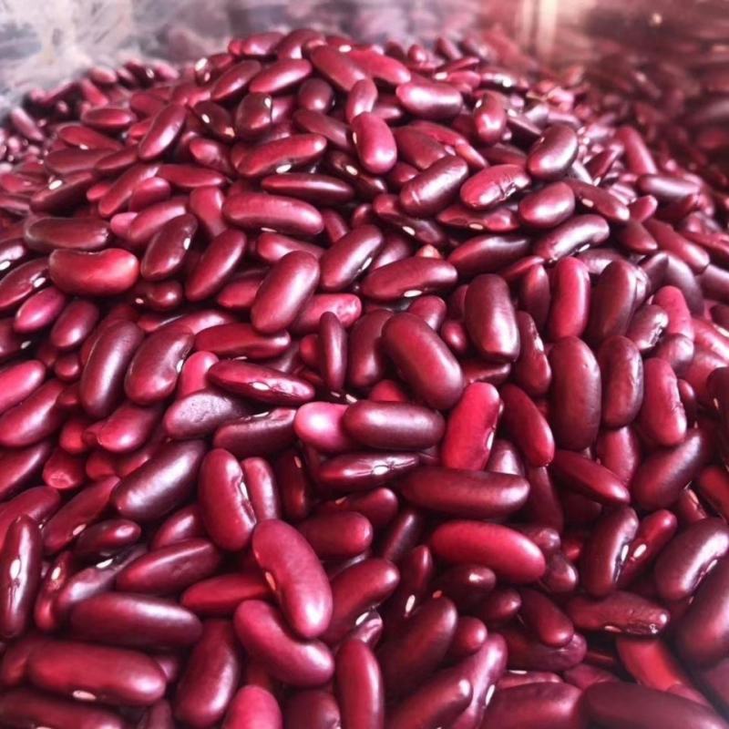 云南农家新货红芸豆红糯豆豆新货，无霉豆，可电话联系订货