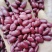 云南农家新货红芸豆红糯豆豆新货，无霉豆，可电话联系订货