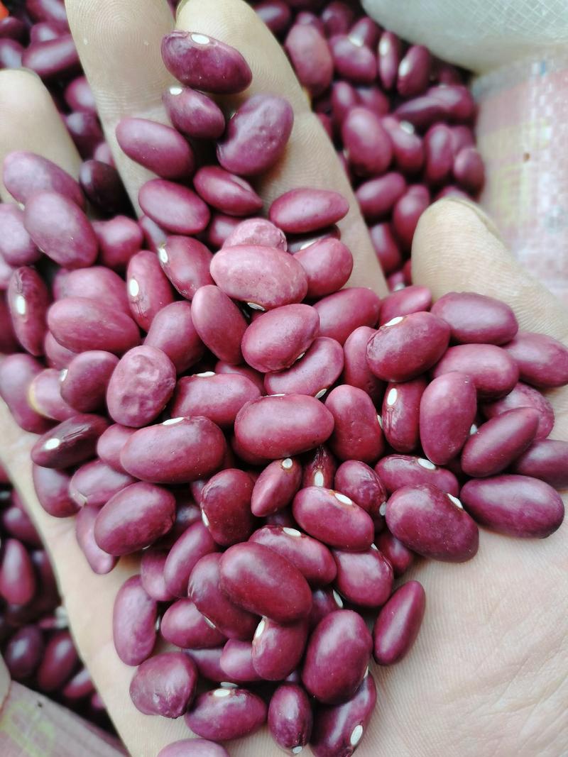 云南农家2023年红糯豆豆新货，无霉豆，可电话联系订货
