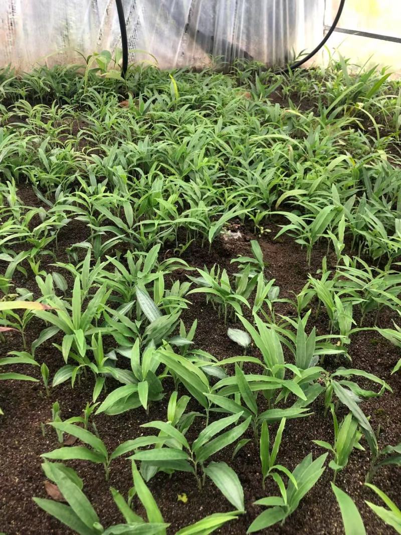 四川不倒苗多花甜黄精苗