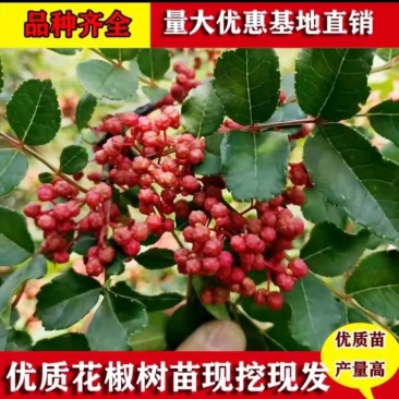 花椒树苗,大红袍花椒苗,狮子头花椒苗,九叶青花椒树苗