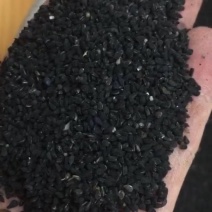 黑种草籽