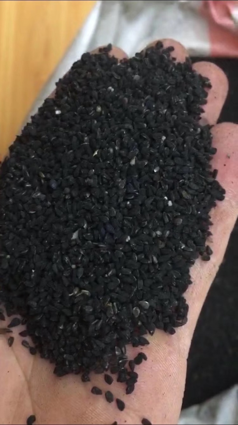 黑种草籽