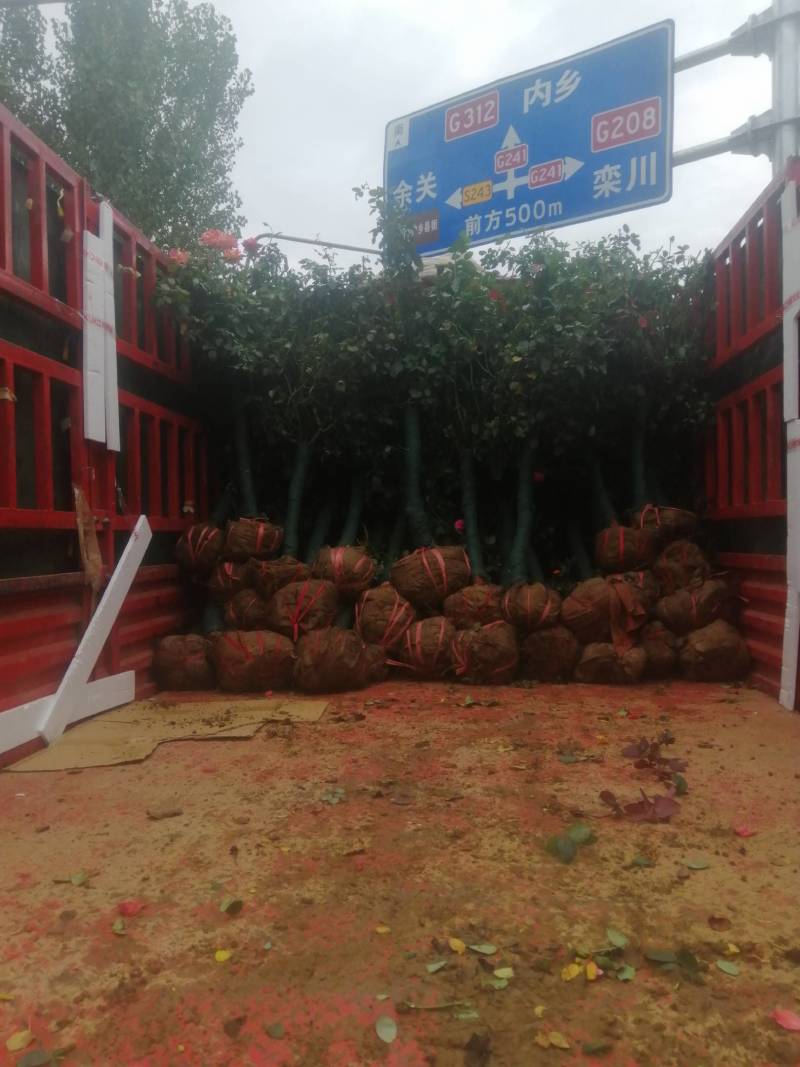 树桩月季各种颜色，可用来绿化，观赏，质优价廉